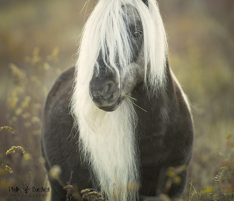8 : Phyllis Burchett – Fine Art Equine Portraits and Nature Photography – PODCAST